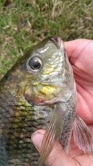 Sarotherodon melanotheron