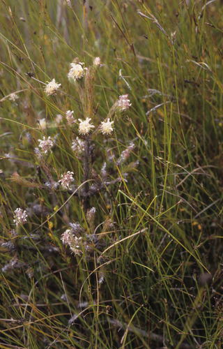 Image of Spatalla prolifera by (c) Tom Lloyd Evans, some rights reserved (CC BY-SA)