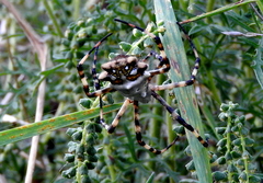 Argiope argentata