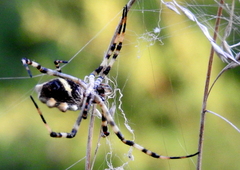 Argiope argentata