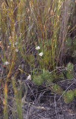 Serruria deluvialis