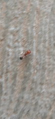 Pogonomyrmex californicus