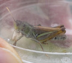 Gomphocerus sibiricus sibiricus