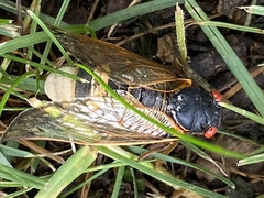 Massospora cicadina