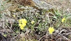 Viola langeana