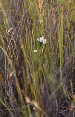 Serruria deluvialis