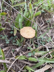 Agrocybe retigera
