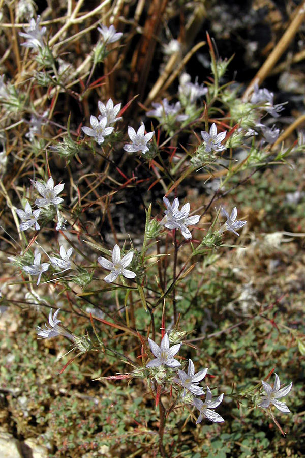 Eriastrum eremicum