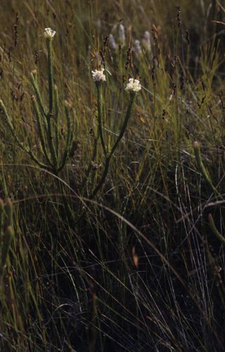Diminutive Powderpuff (Sorocephalus tenuifolius)