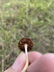 Agrocybe retigera