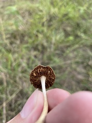 Agrocybe retigera