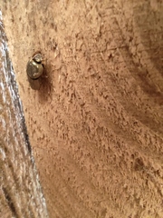 Euoniticellus fulvus