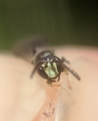 Hylaeus mesillae