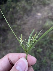 Cyperus sphacelatus