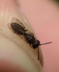 Hylaeus mesillae