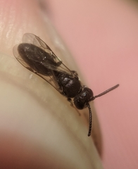 Hylaeus mesillae