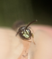 Hylaeus mesillae