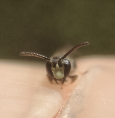 Hylaeus mesillae