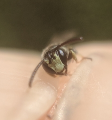 Hylaeus mesillae
