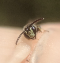 Hylaeus mesillae
