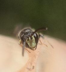 Hylaeus mesillae