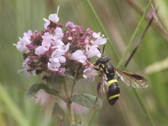 Chrysotoxum bicinctum