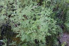 Artemisia santolinifolia