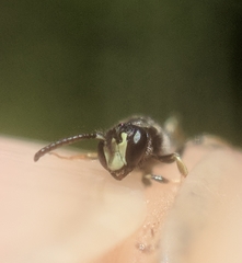 Hylaeus mesillae