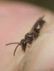 Hylaeus mesillae