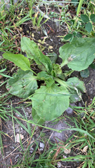 Plantago major