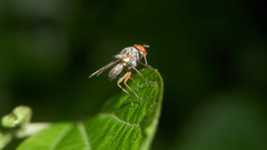 Emmesomyia