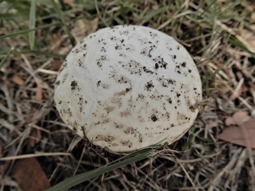 Calvatia candida image