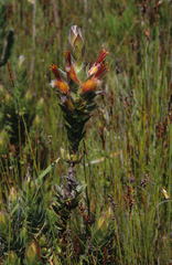 Mimetes capitulatus