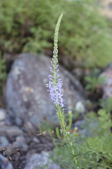 Veronica pinnata