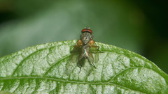 Emmesomyia