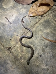 Opisthotropis lateralis