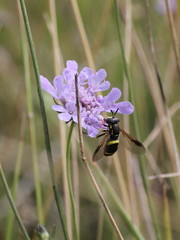 Chrysotoxum bicinctum