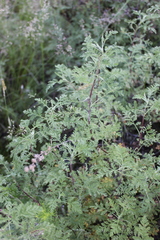 Artemisia santolinifolia