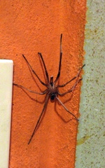 Kukulcania hibernalis