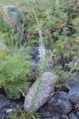Veronica pinnata