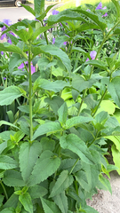 Heliopsis helianthoides