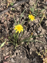 Microseris nutans