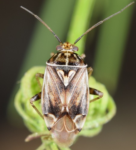 North American Tarnished Plant Bug photo 3