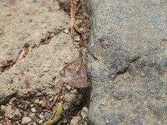 Libythea