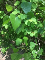 Populus deltoides deltoides