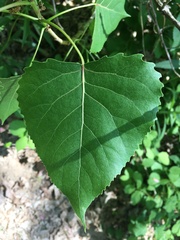 Populus deltoides deltoides