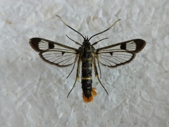 Synanthedon scoliaeformis