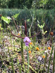 Cleistesiopsis divaricata