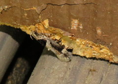 Pseudochelaria walsinghami