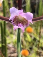Cleistesiopsis divaricata